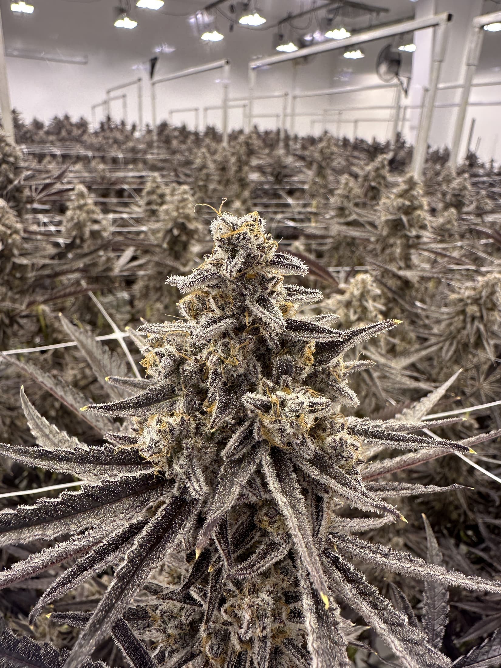 Close-up of a frosted purple cannabis cola in focus with a flowering room blurred behind it