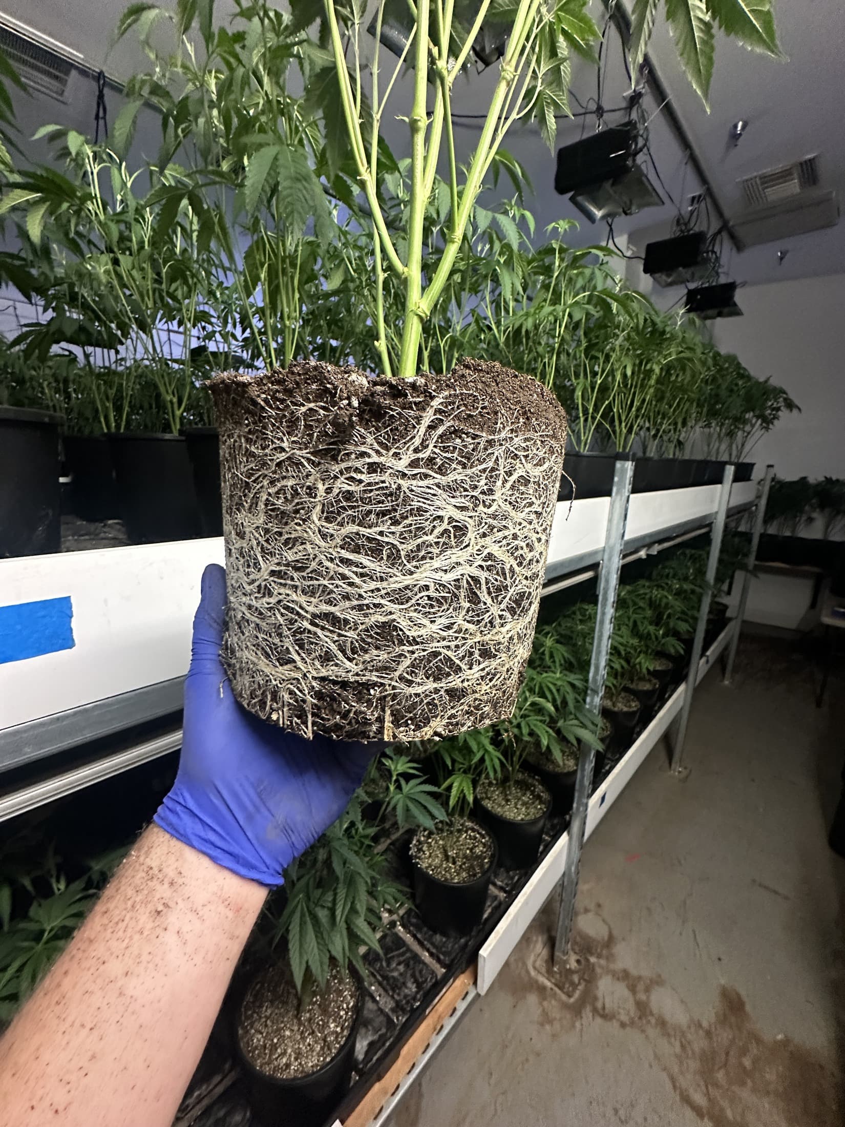 Gloved hand holding a cannabis root ball showing dense white root development in an indoor grow room