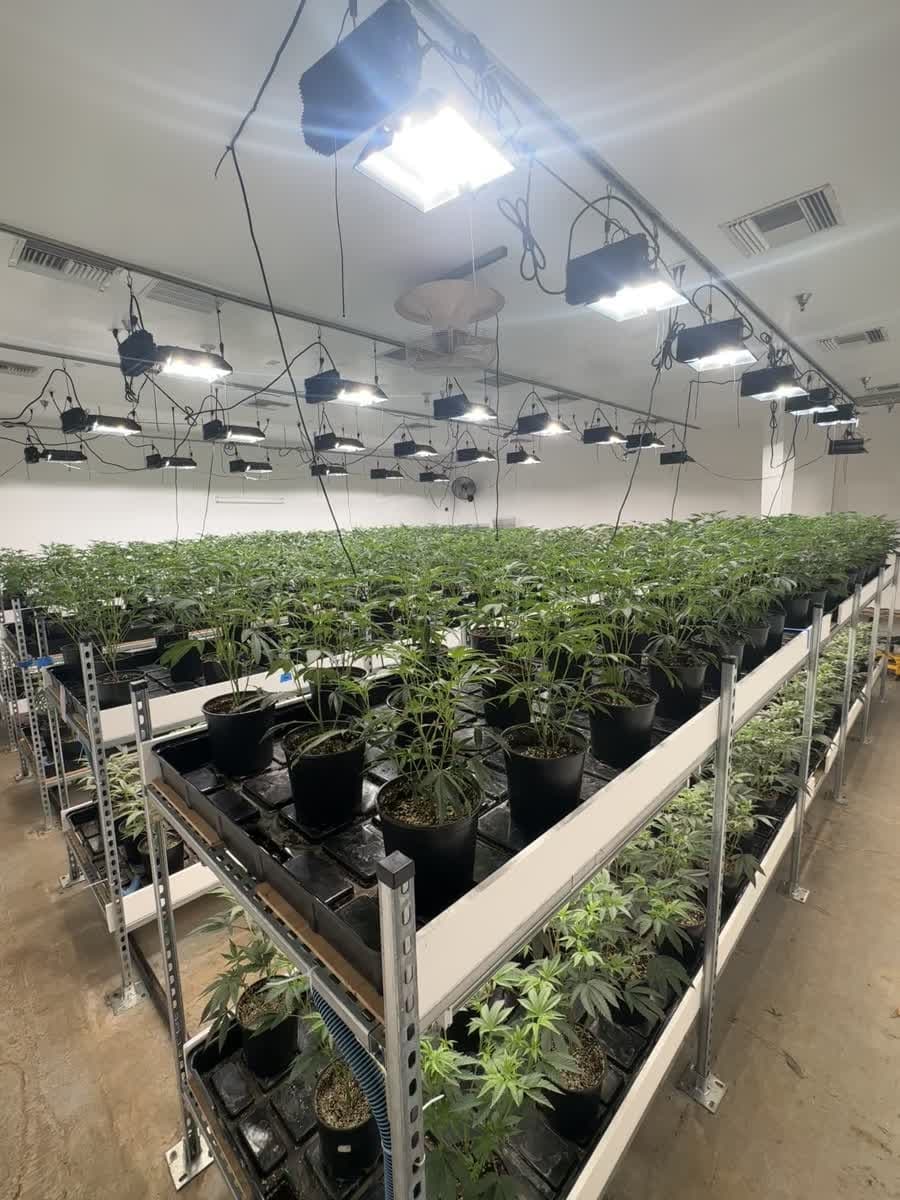 Rows of young cannabis plants in pots on multi-level benches beneath suspended grow lights